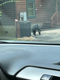 Bear walking around in community