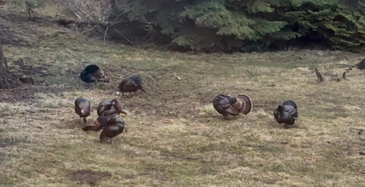 Turkeys displaying in the backyard.