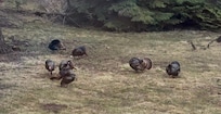 Turkeys displaying in the backyard.