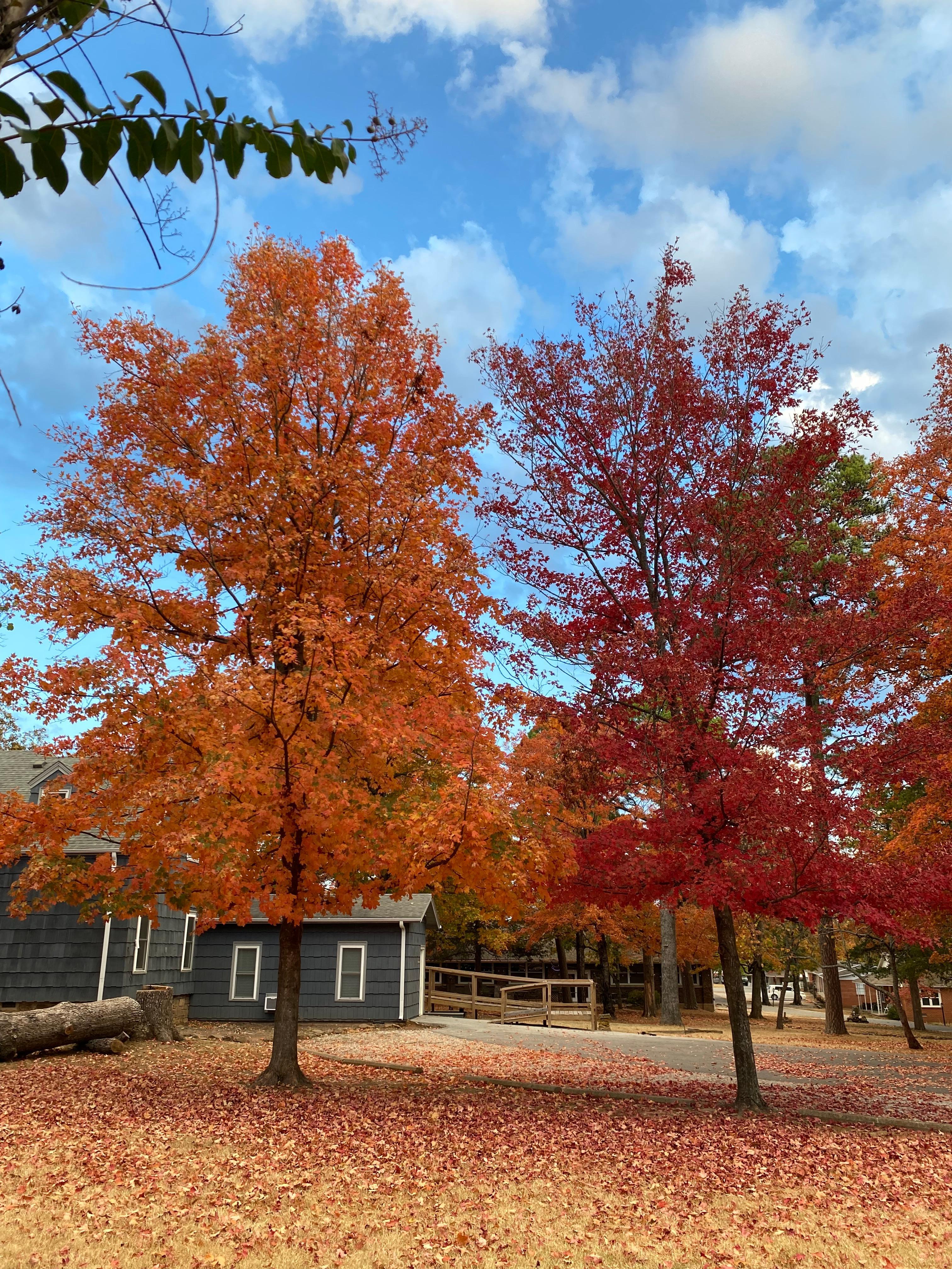 Fall leaves