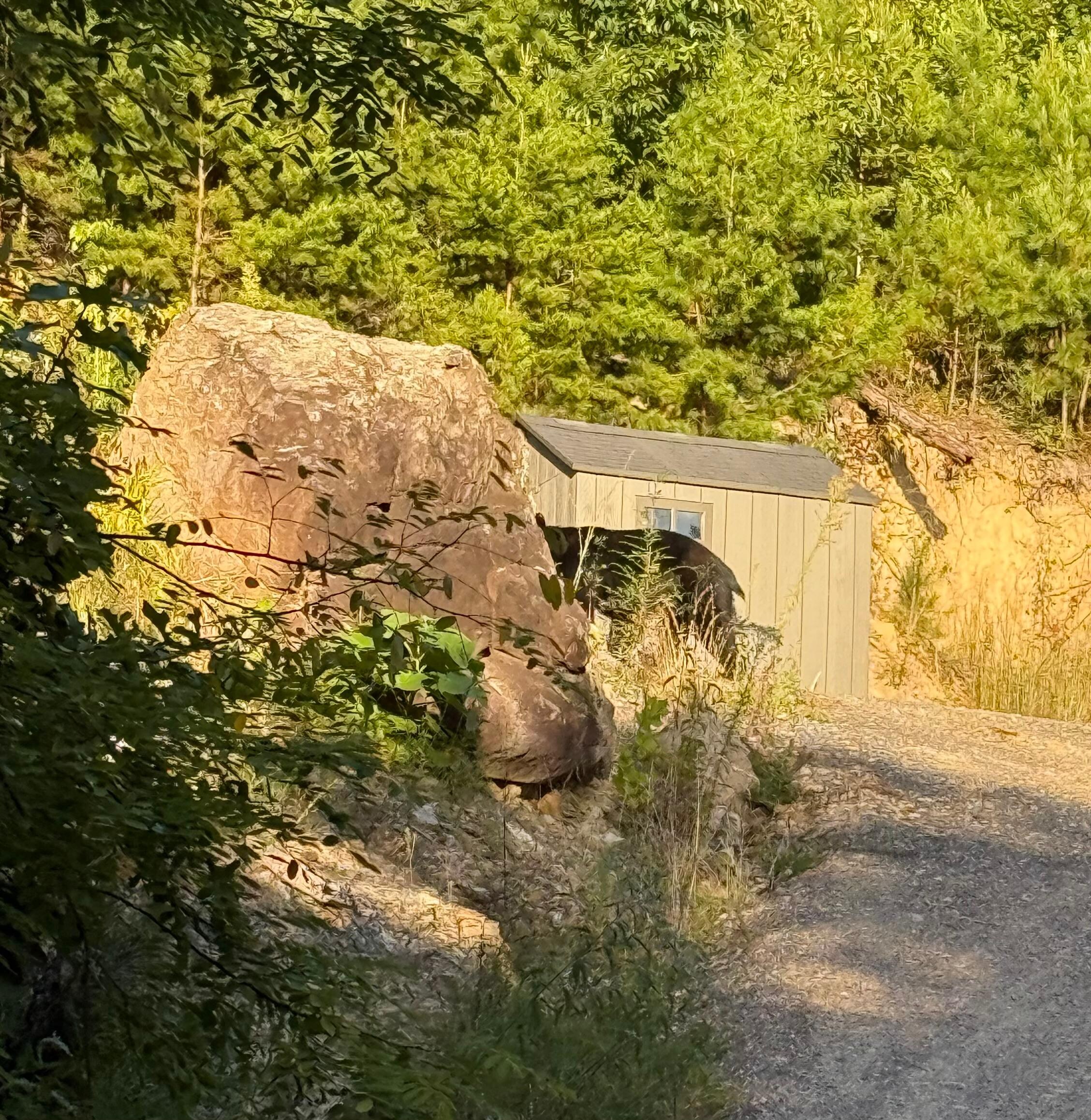 Bear by the driveway saying hello.  