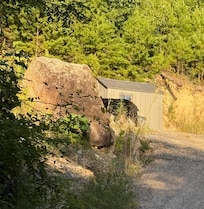 Bear by the driveway saying hello.