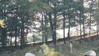 Horses on the neighboring property
