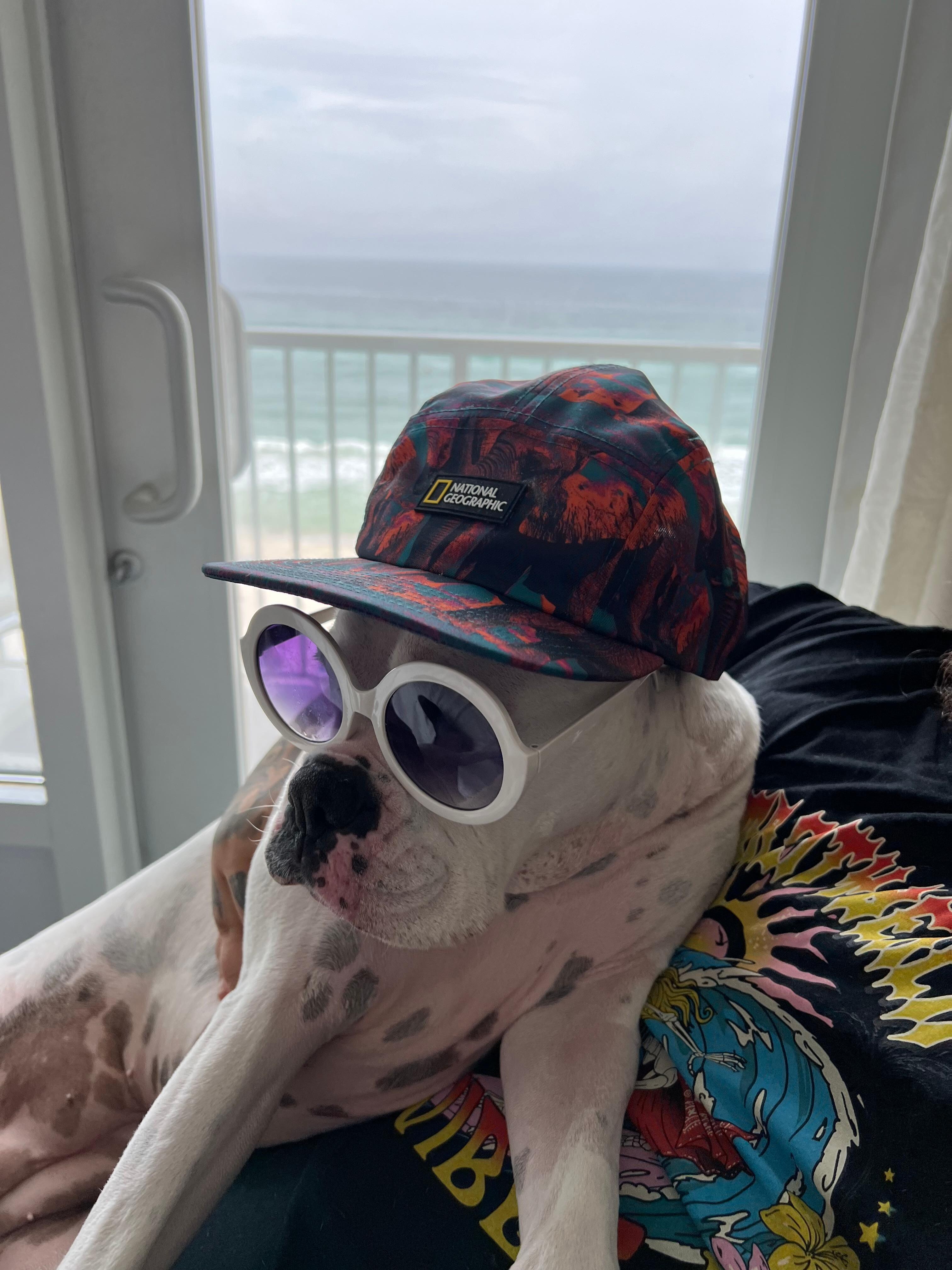 Luna enjoying her hotel room. 