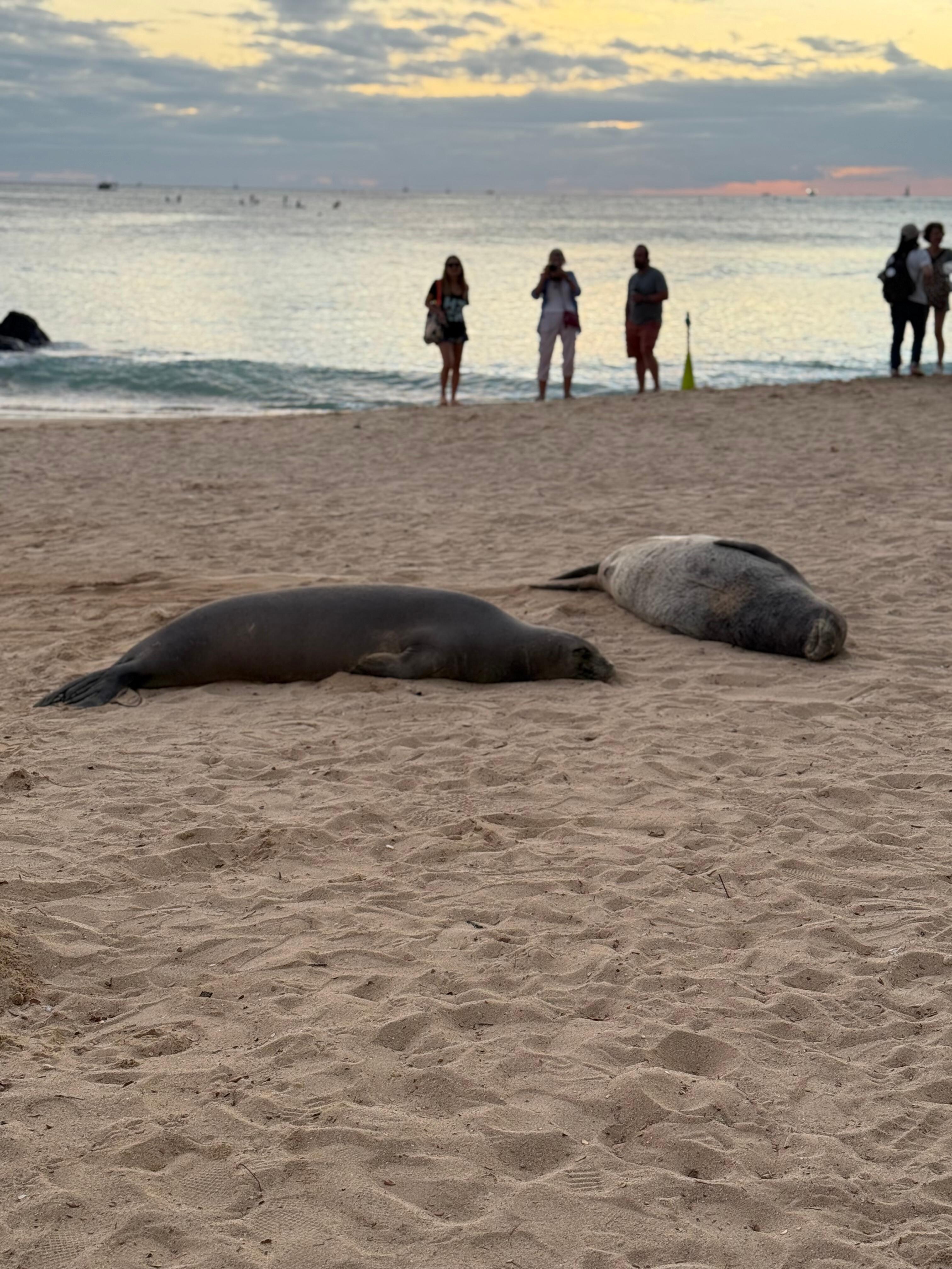 Monk seals