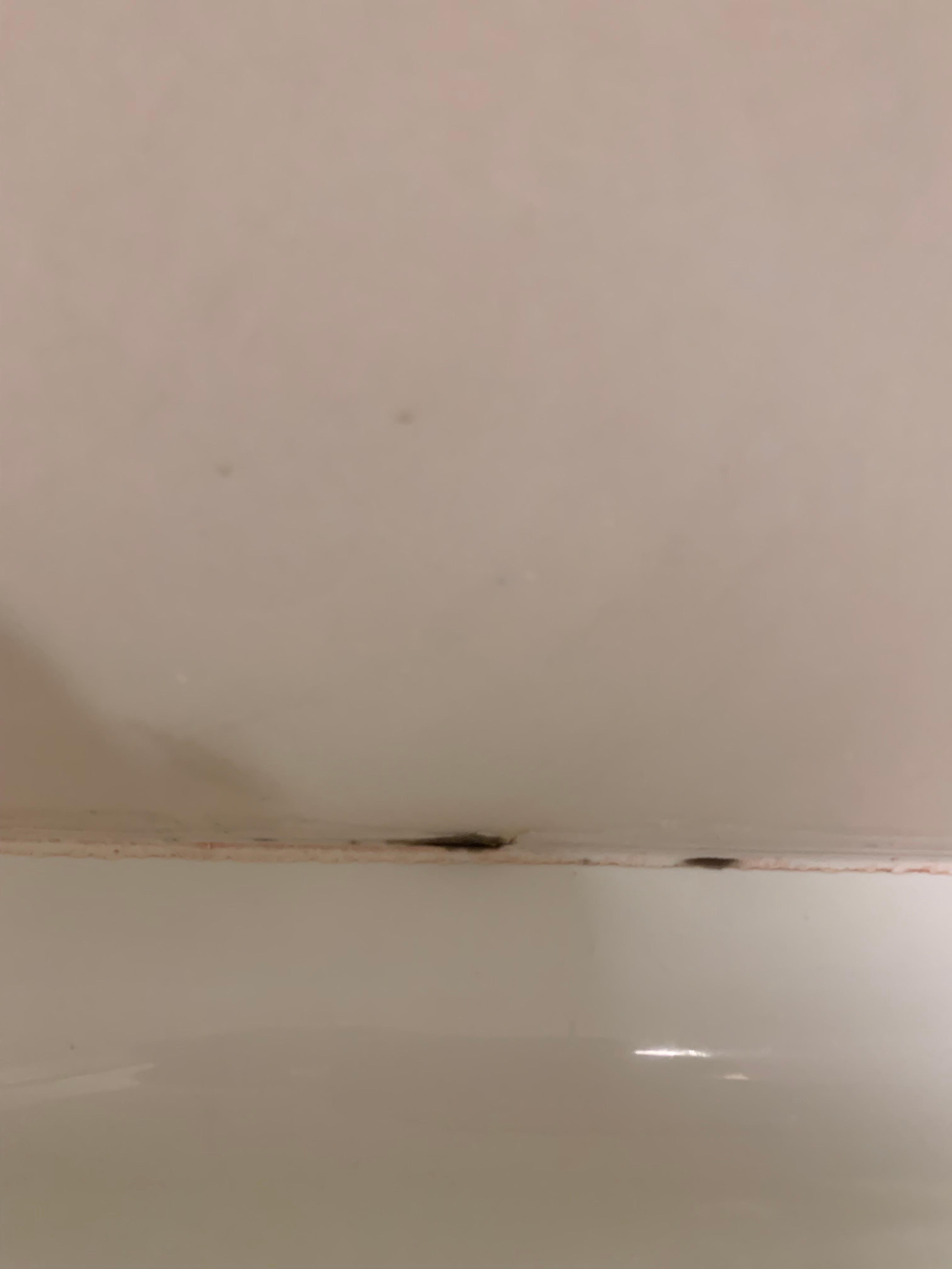 Bathroom mold
