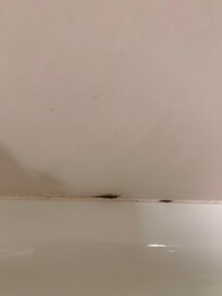 Bathroom mold