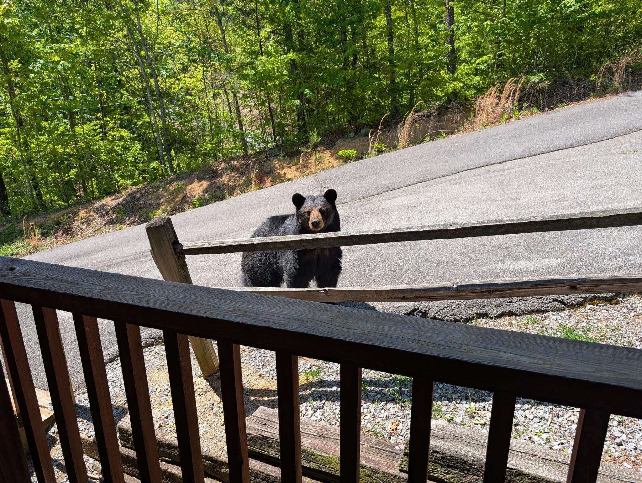 We had a visitor one day!