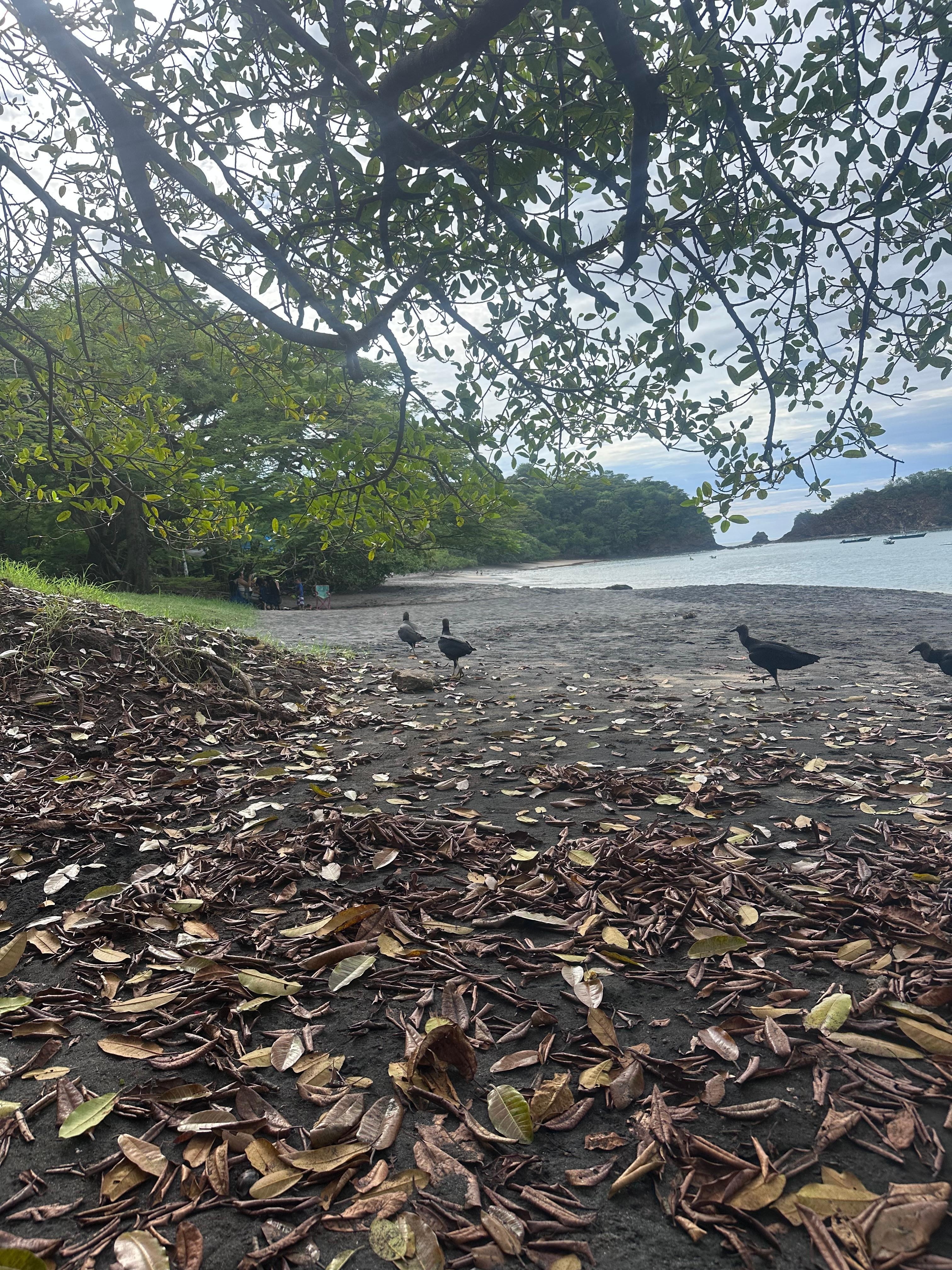 Turkeys on the beach