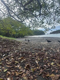 Turkeys on the beach