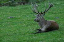 Wildpark, fußläufig erreichbar