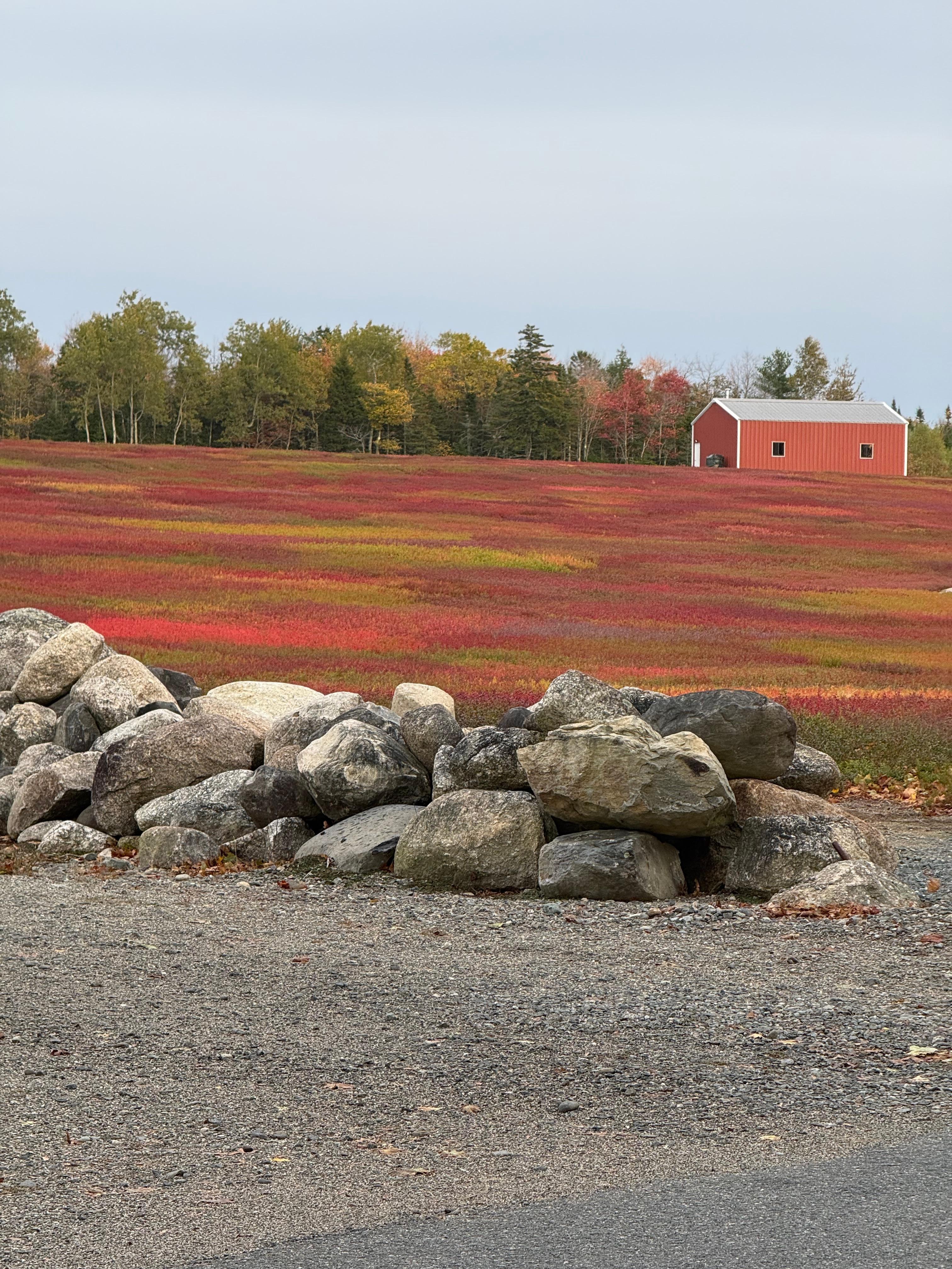 Blueberry fields 