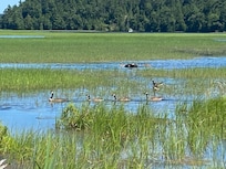 End of Largo springs