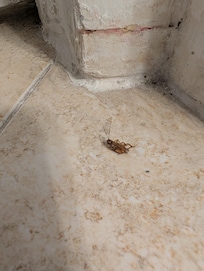 Roaches present near bathroom (where owner claimed this photo isn't even inside their house lol)