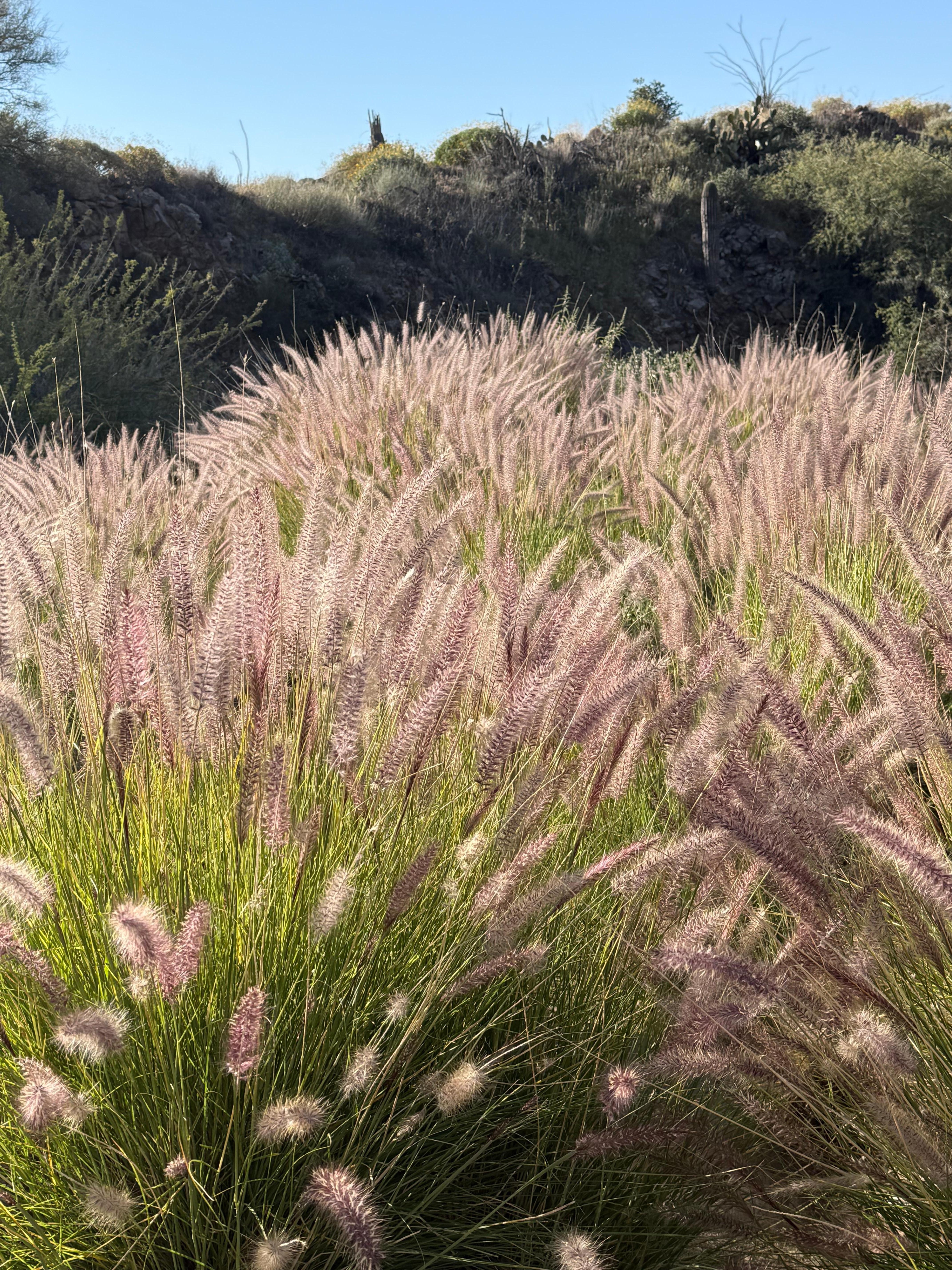 Superstition Wilderness 