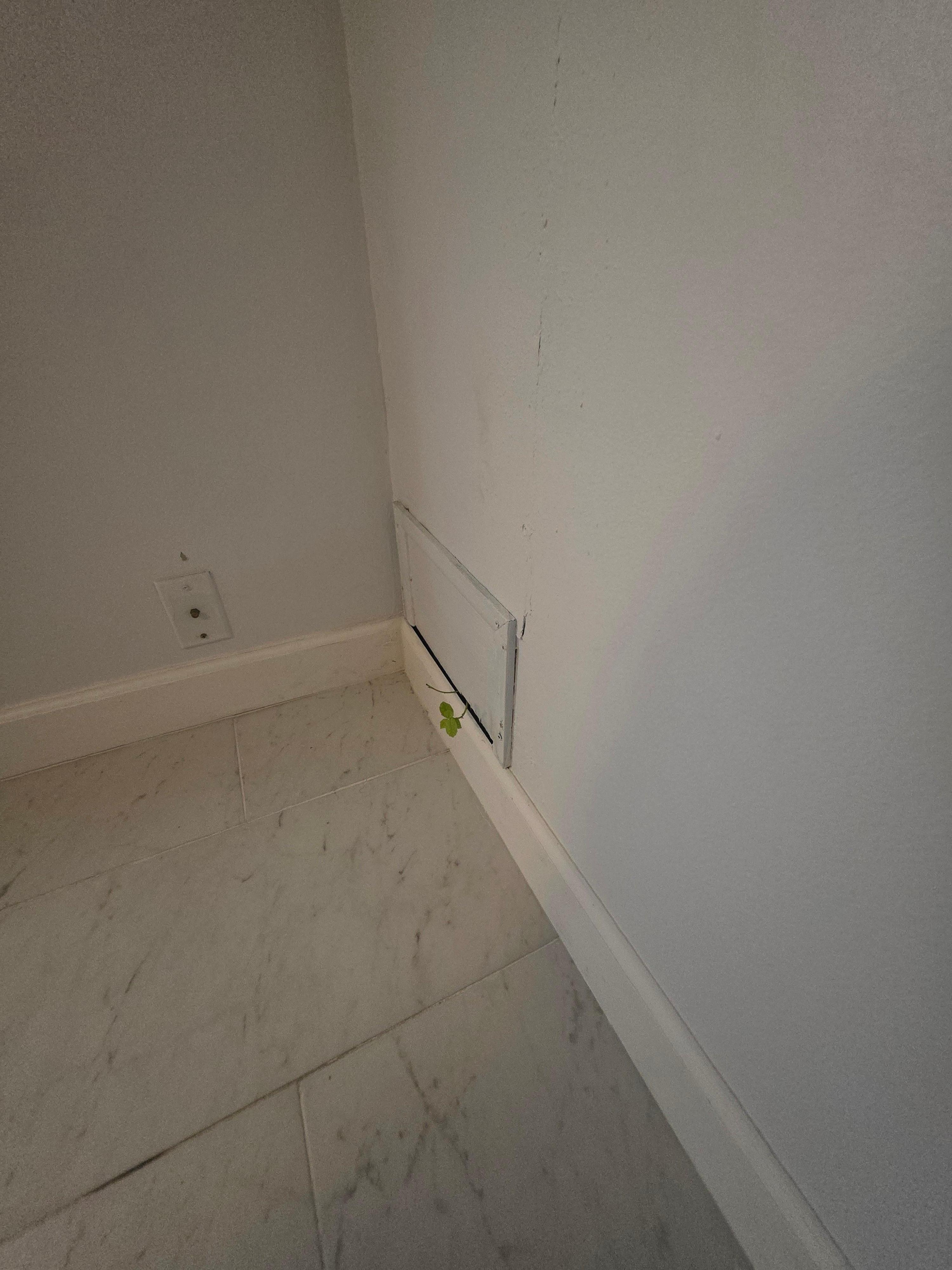 Crack in the wall master bedroom with the plant growing in
