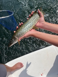 Spotted Muskie - 1 in 10,000 cast!!!
