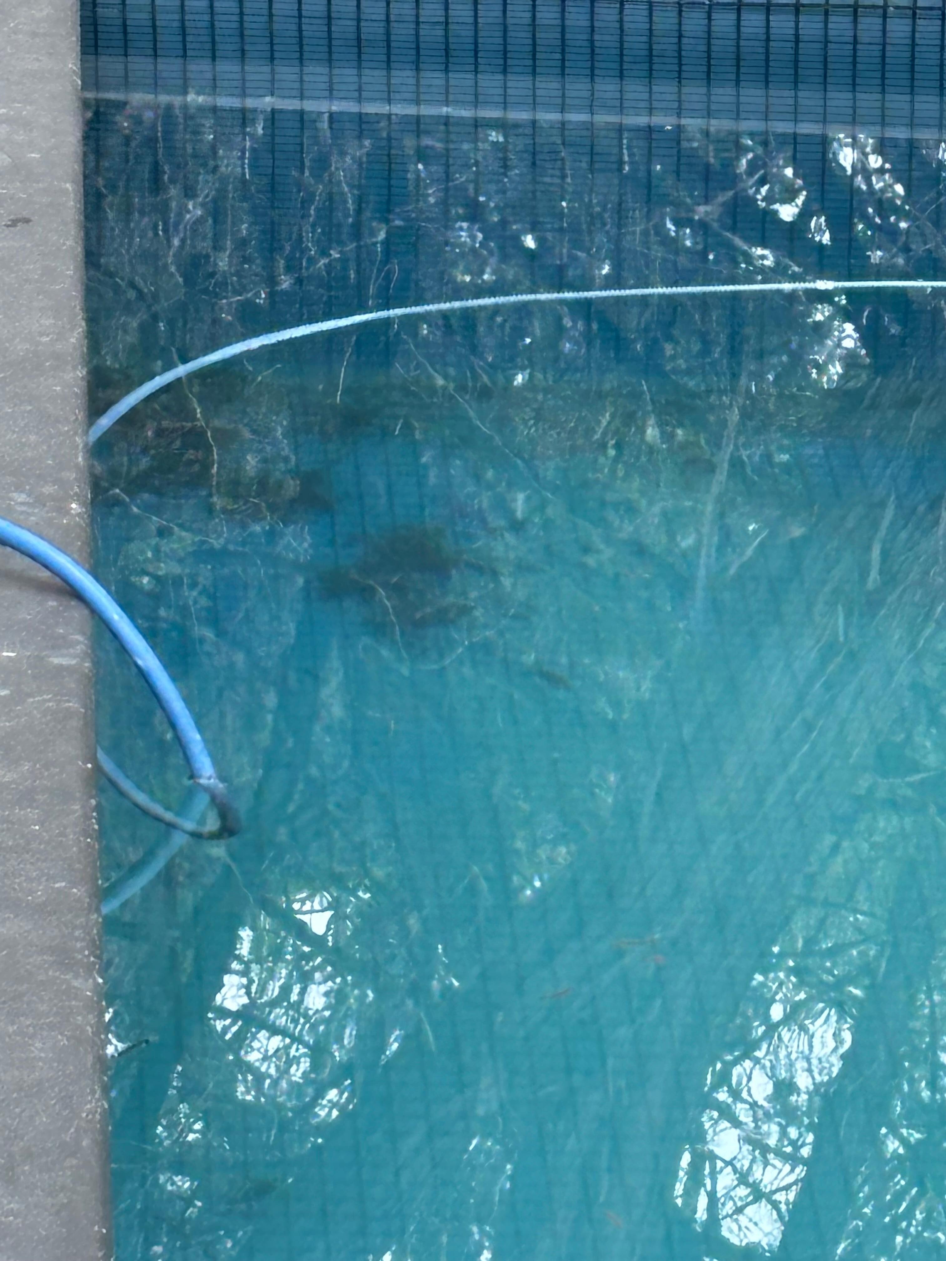 Debris in the bottom of the pool