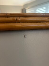 Bug near Bedroom mirror on wall