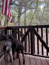 Dogs love all the wildlife entertainment.