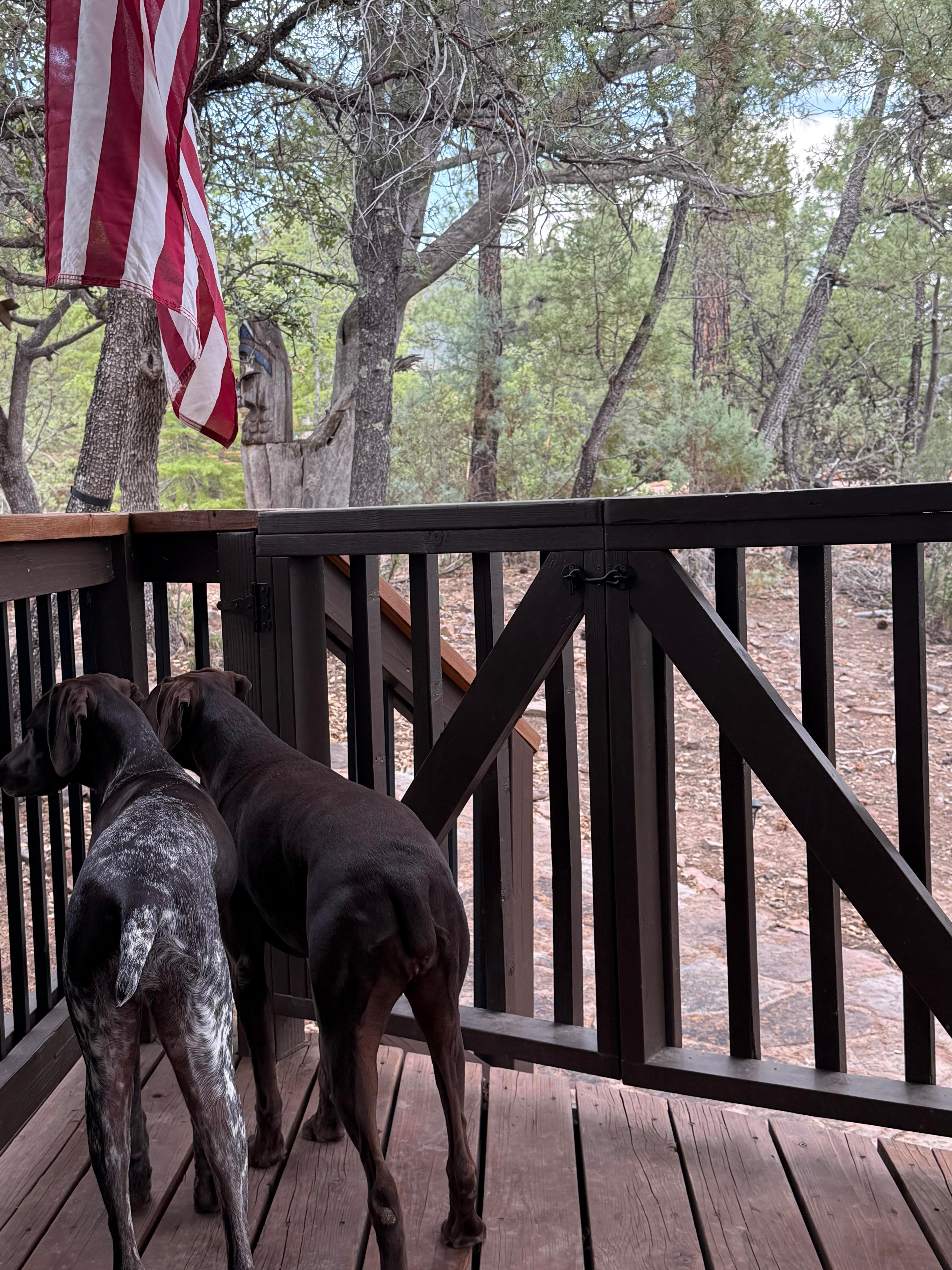 Dogs love all the wildlife entertainment. 