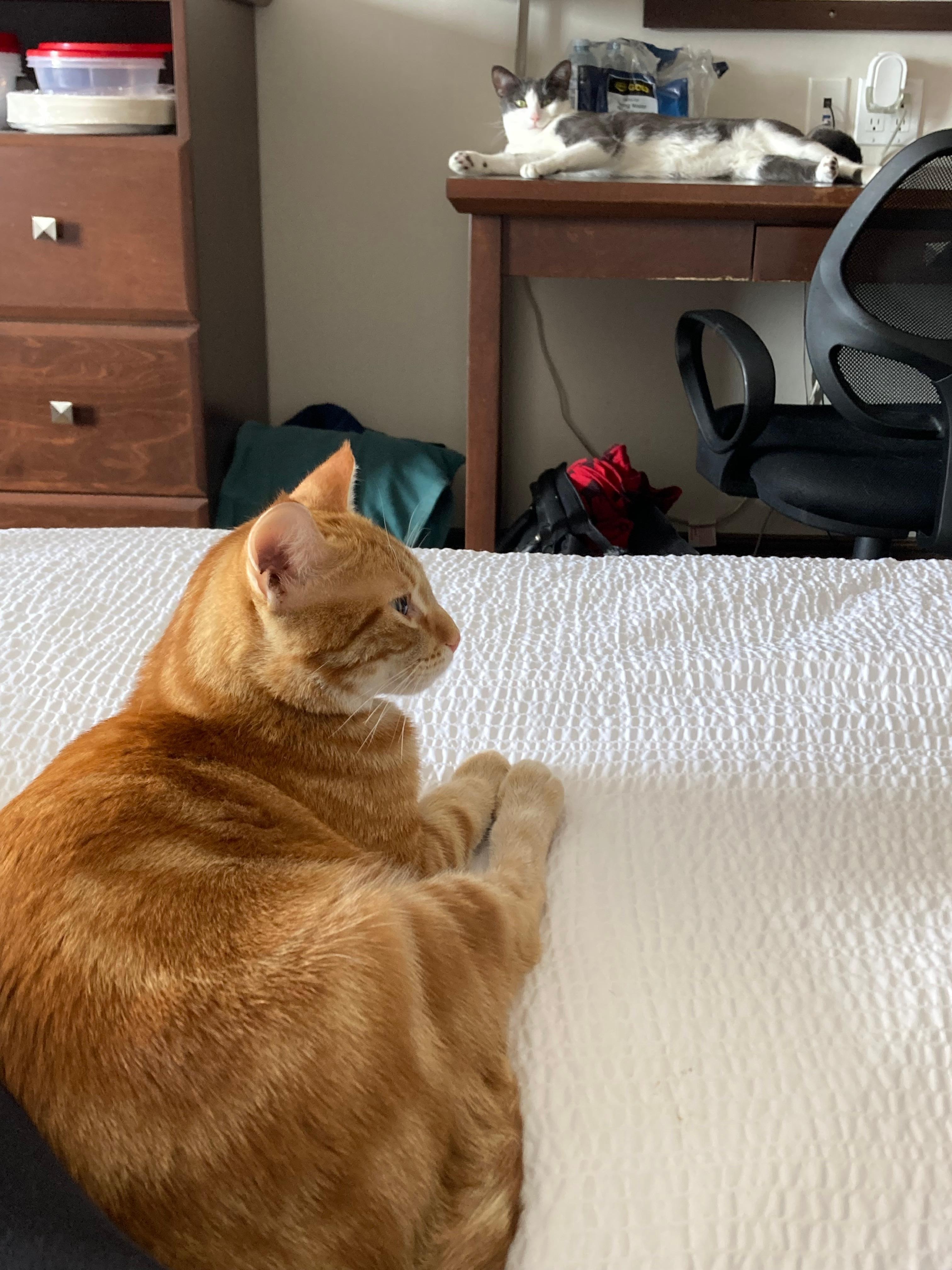 Carl says the beds are super comfy