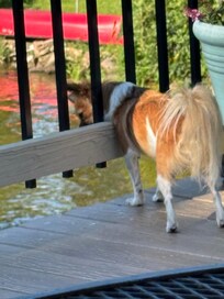 Fascinated by the lake