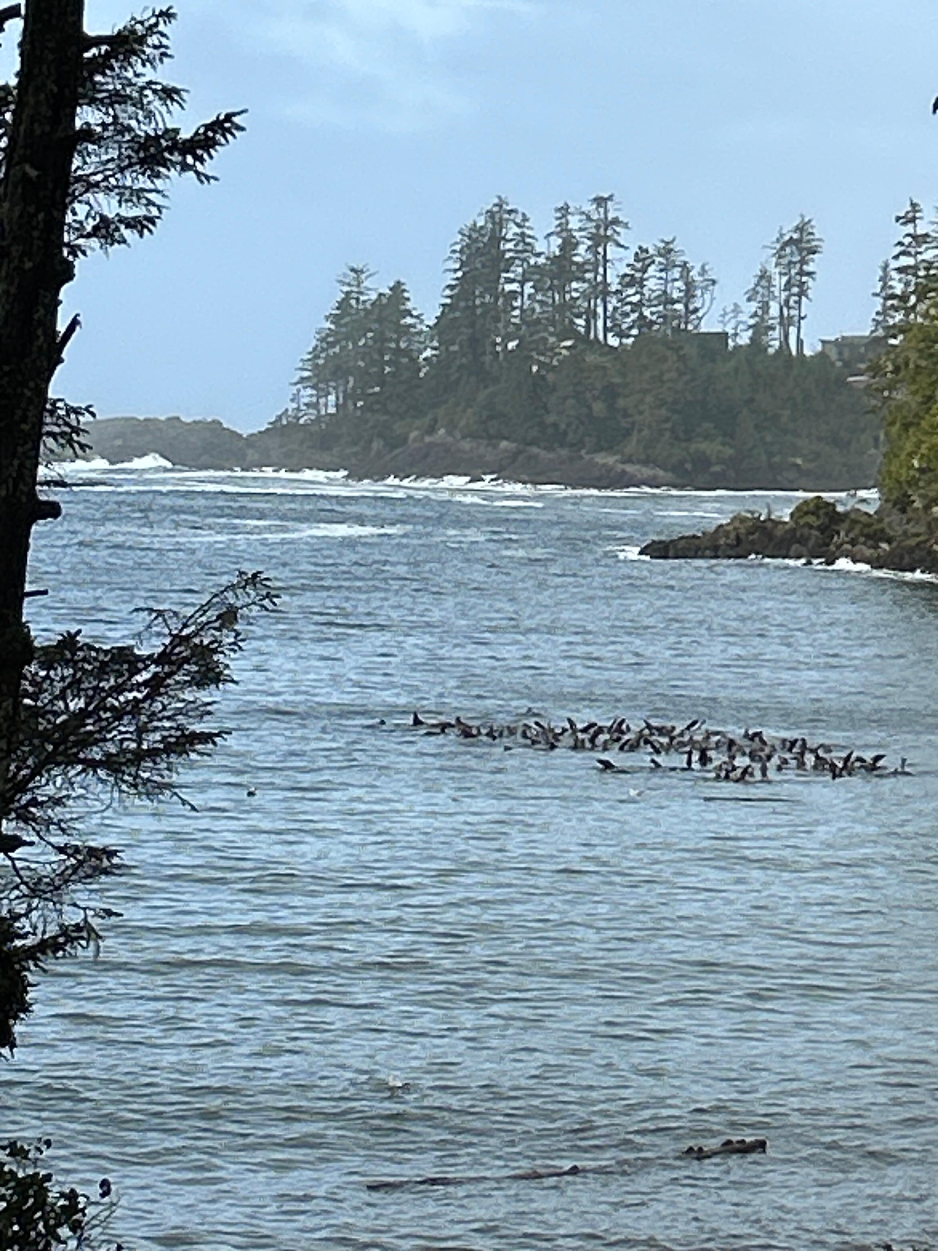A raft of sea lions serenaded us while we were there!!