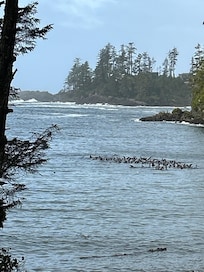 A raft of sea lions serenaded us while we were there!!