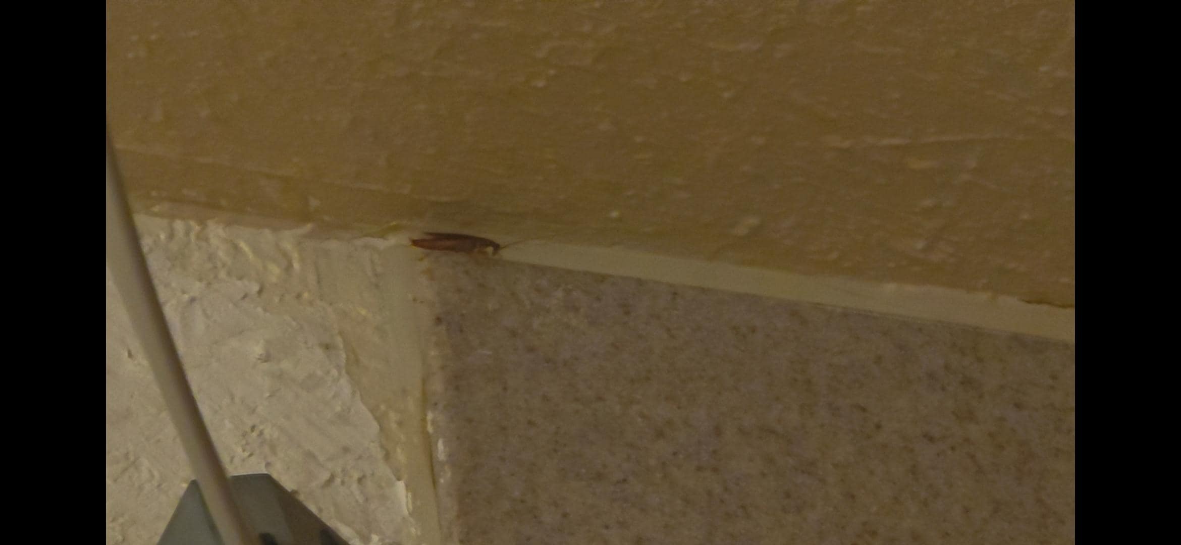Cockroach in the bathroom