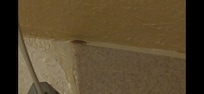 Cockroach in the bathroom