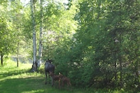 Had the nice surprise of a front yard visit from a mama moose and two calves.