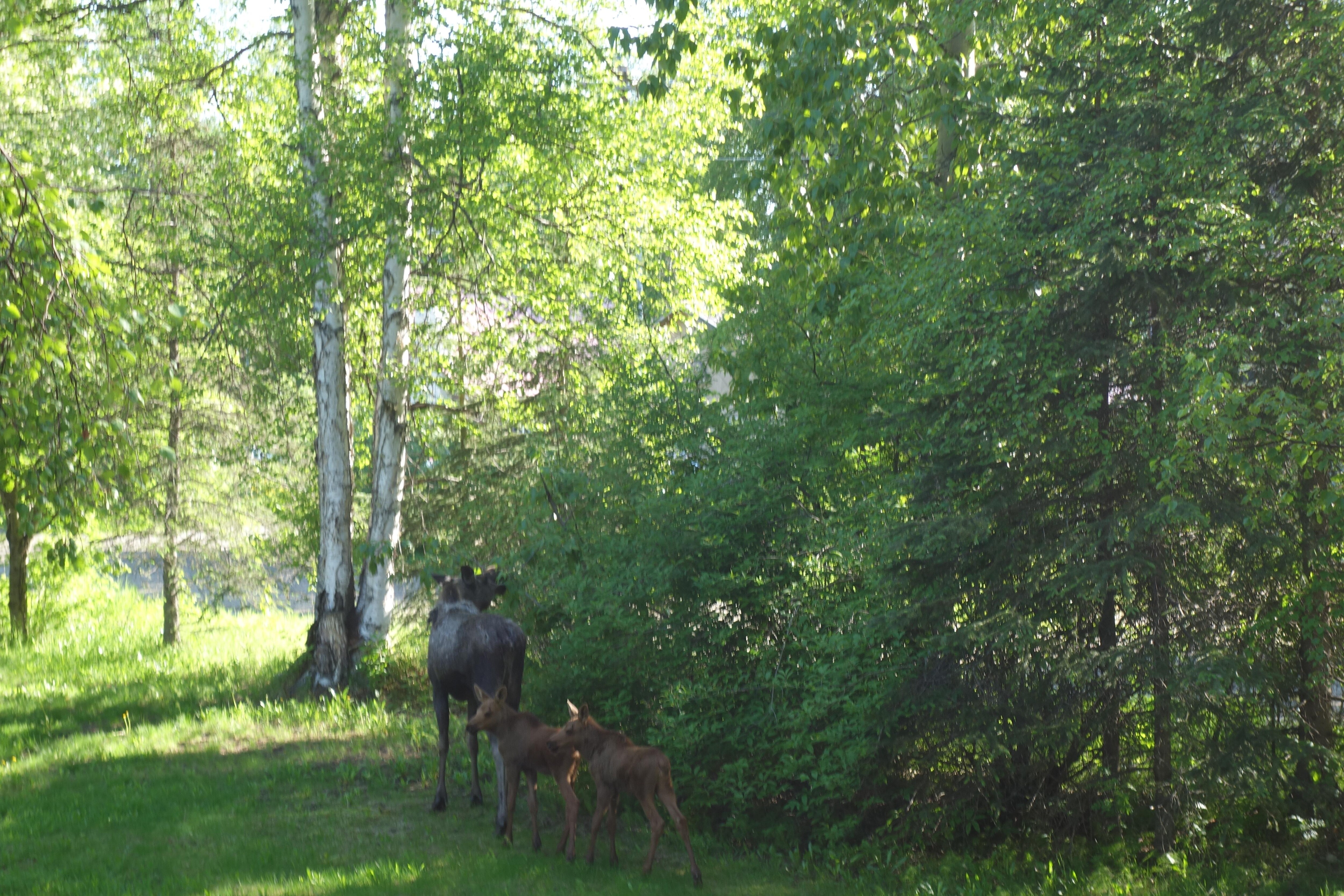 Had the nice surprise of a front yard visit from a mama moose and two calves.