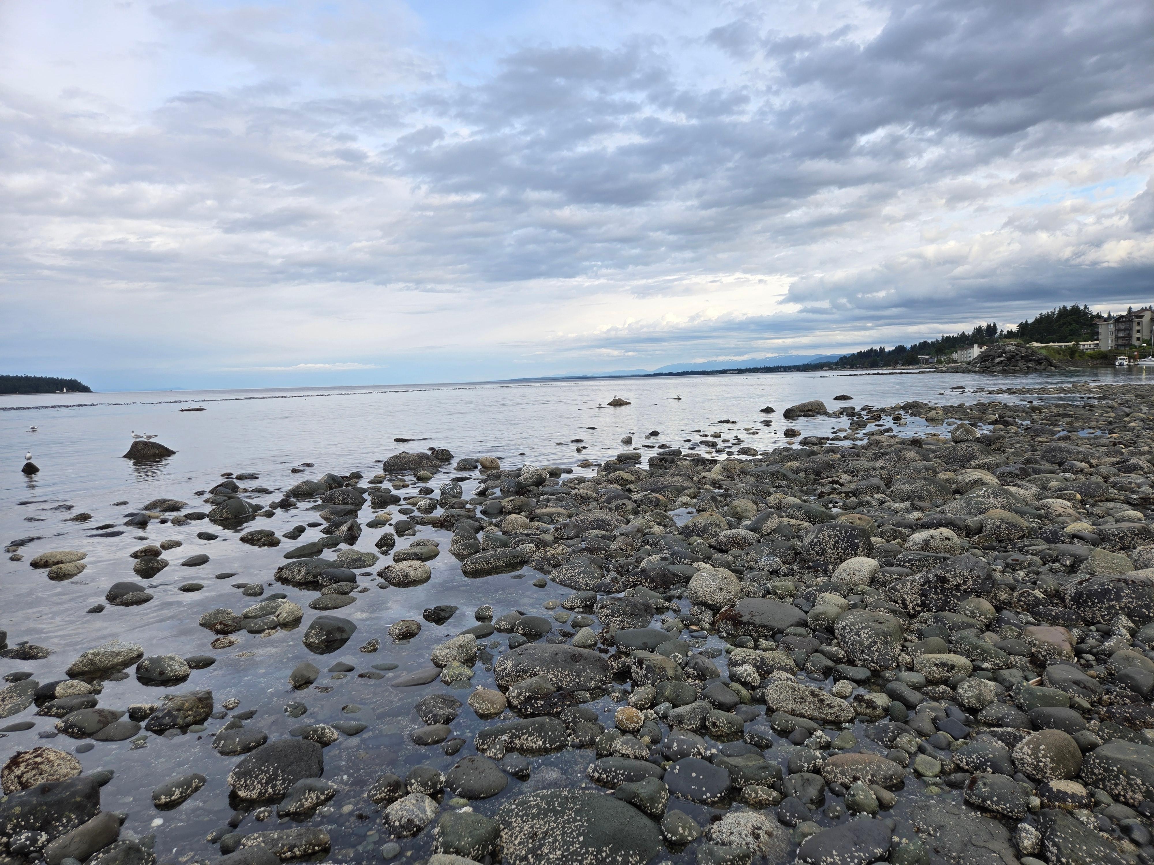 View from the water area. It's a challenge to get down but nice to watch the birds and the seal (if he shows up)