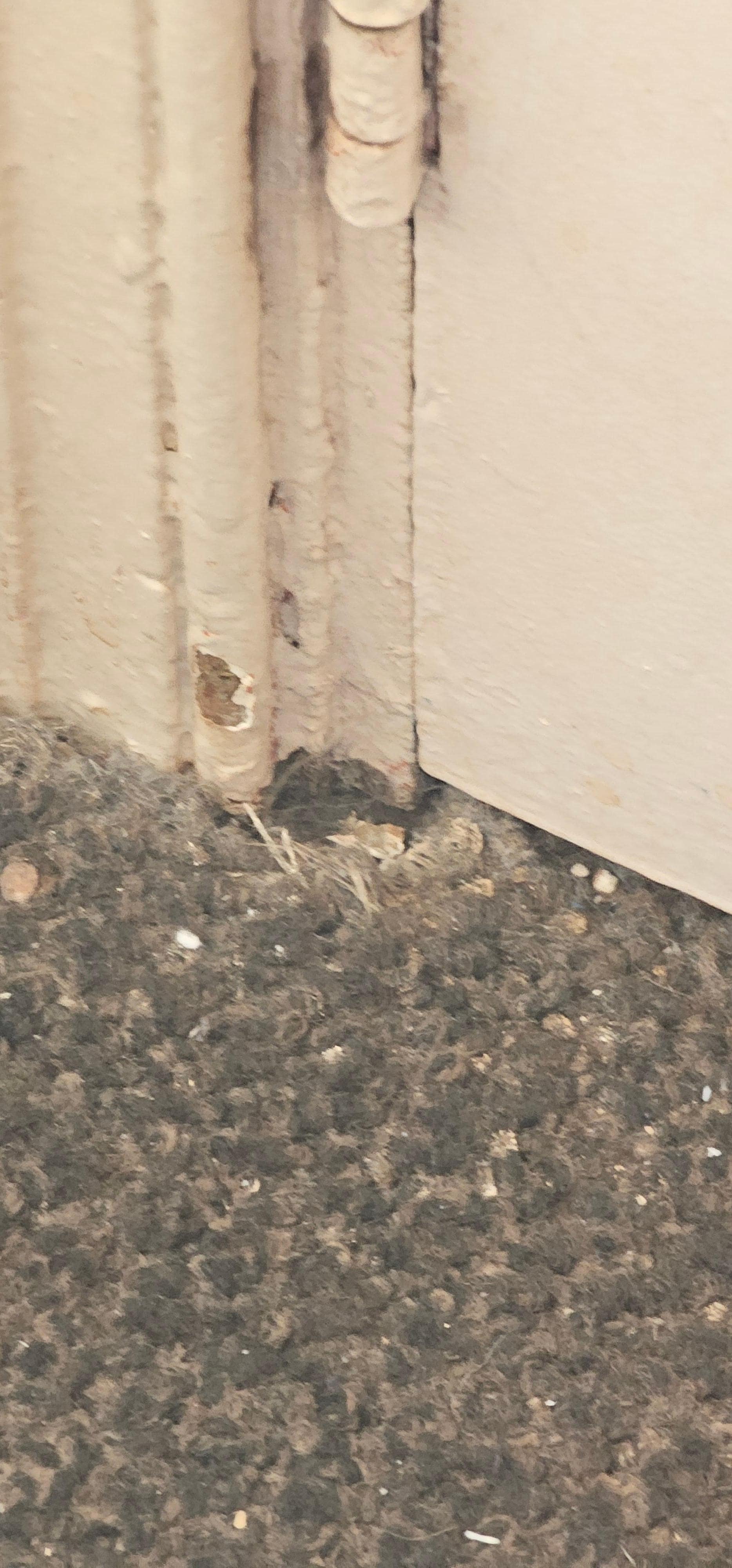 Filthy carpet by the door.