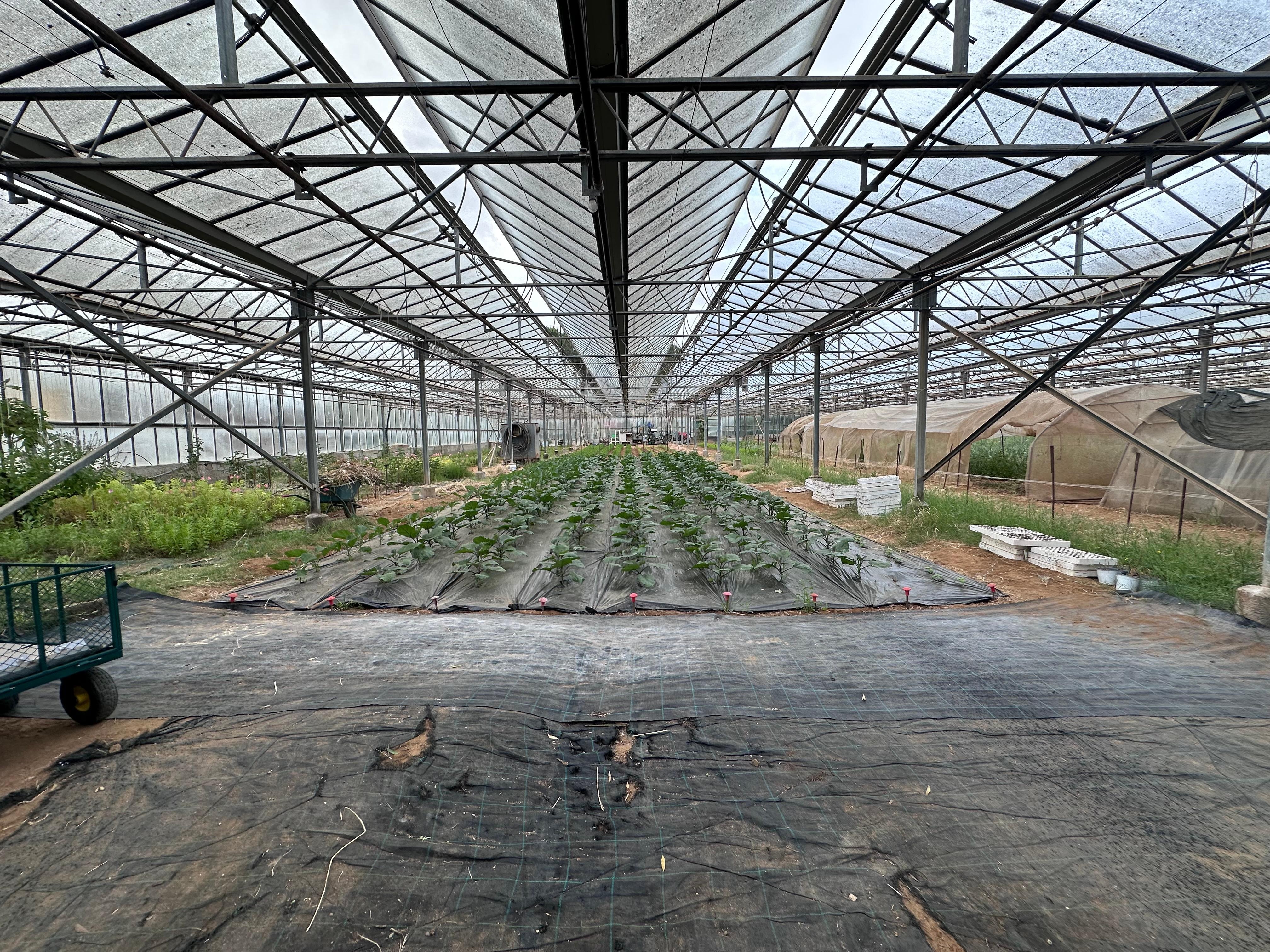 Green house