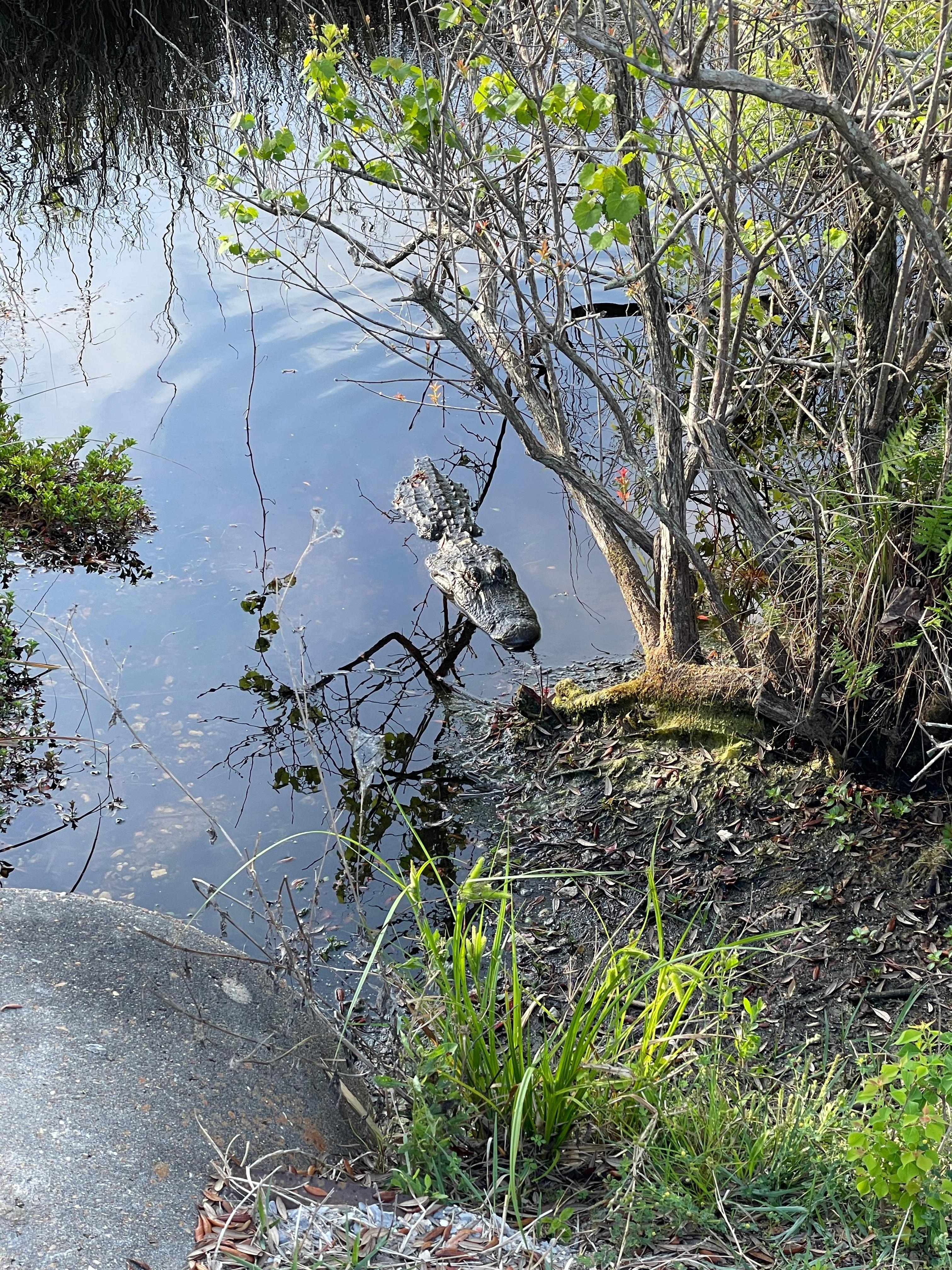 Lefty the alligator, on the bike trail!