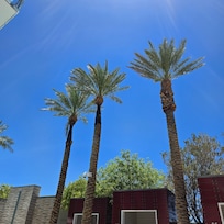 Palms place poolside