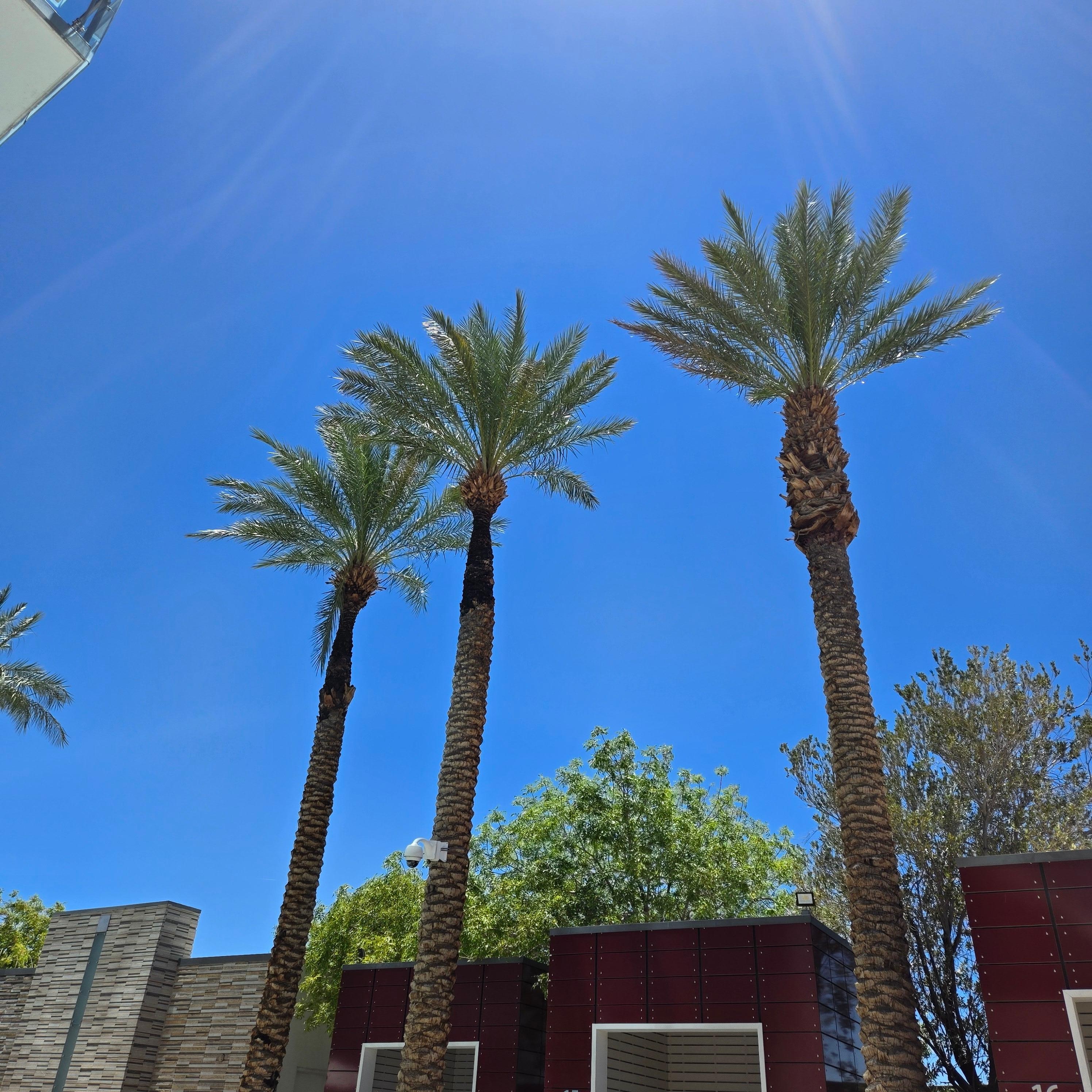 Palms place poolside