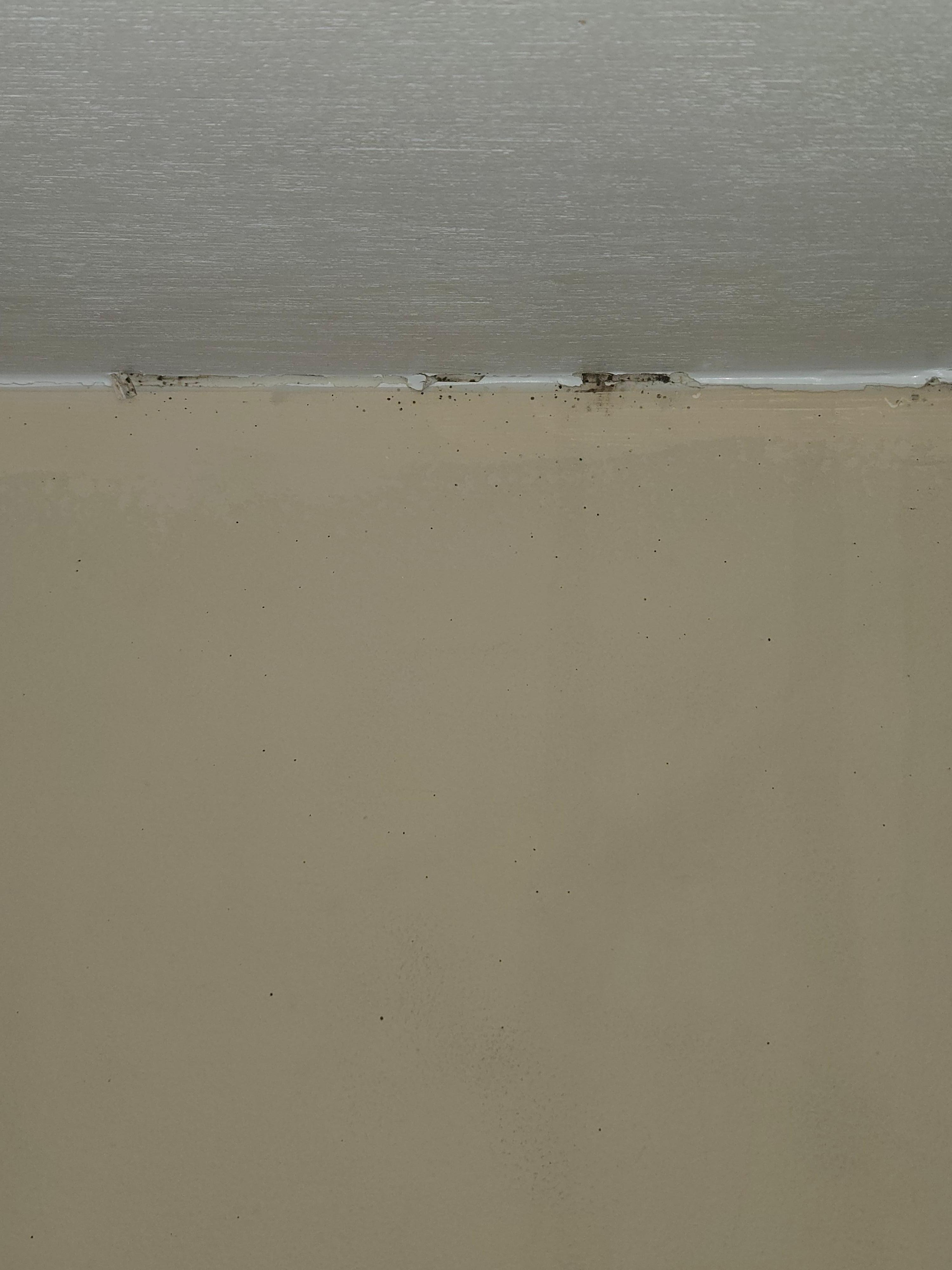 Mold beneath top bunk.