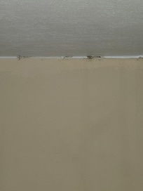 Mold beneath top bunk.