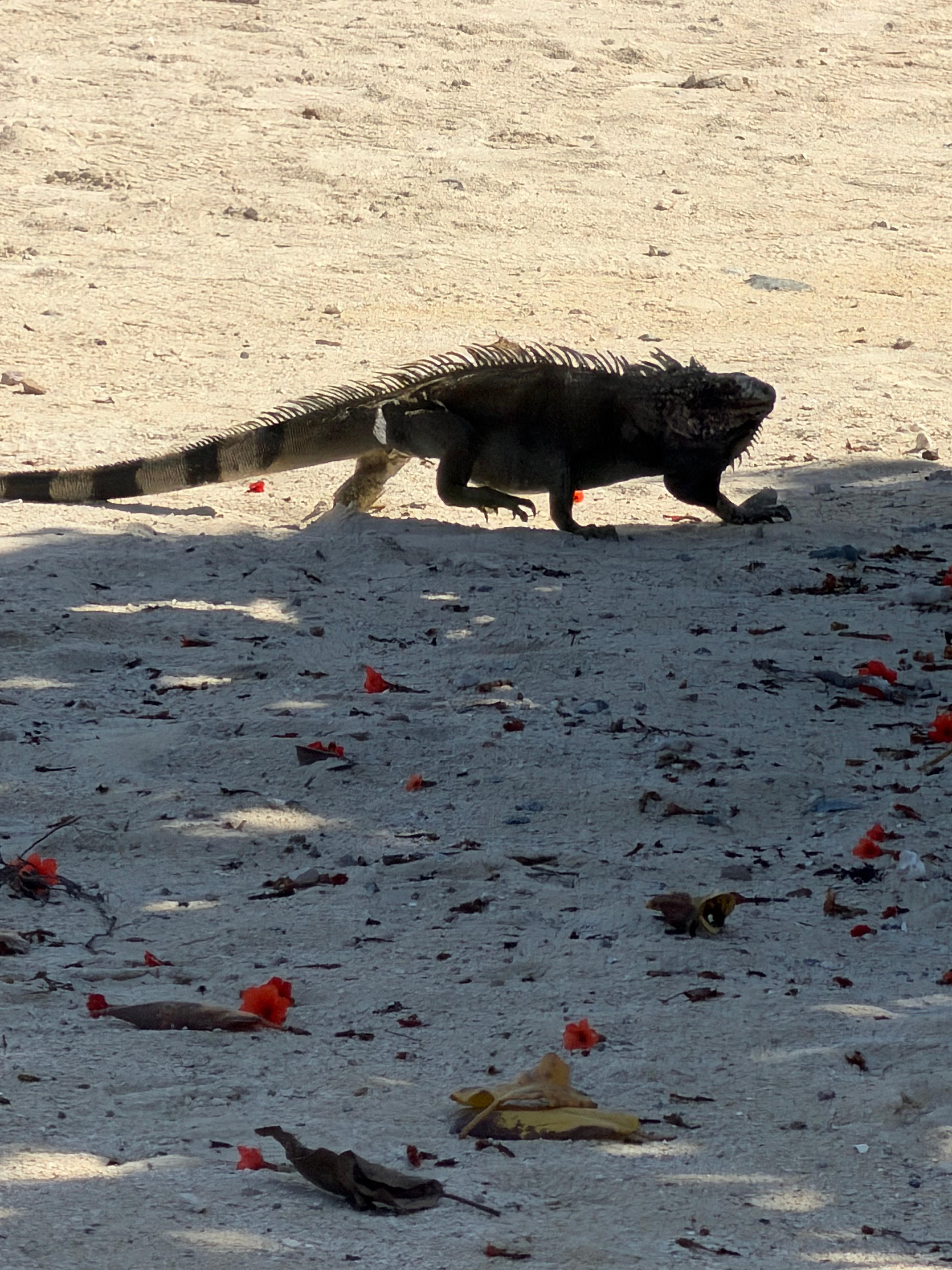 Iguana walking on the beach outside of the condo.
