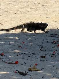 Iguana walking on the beach outside of the condo.