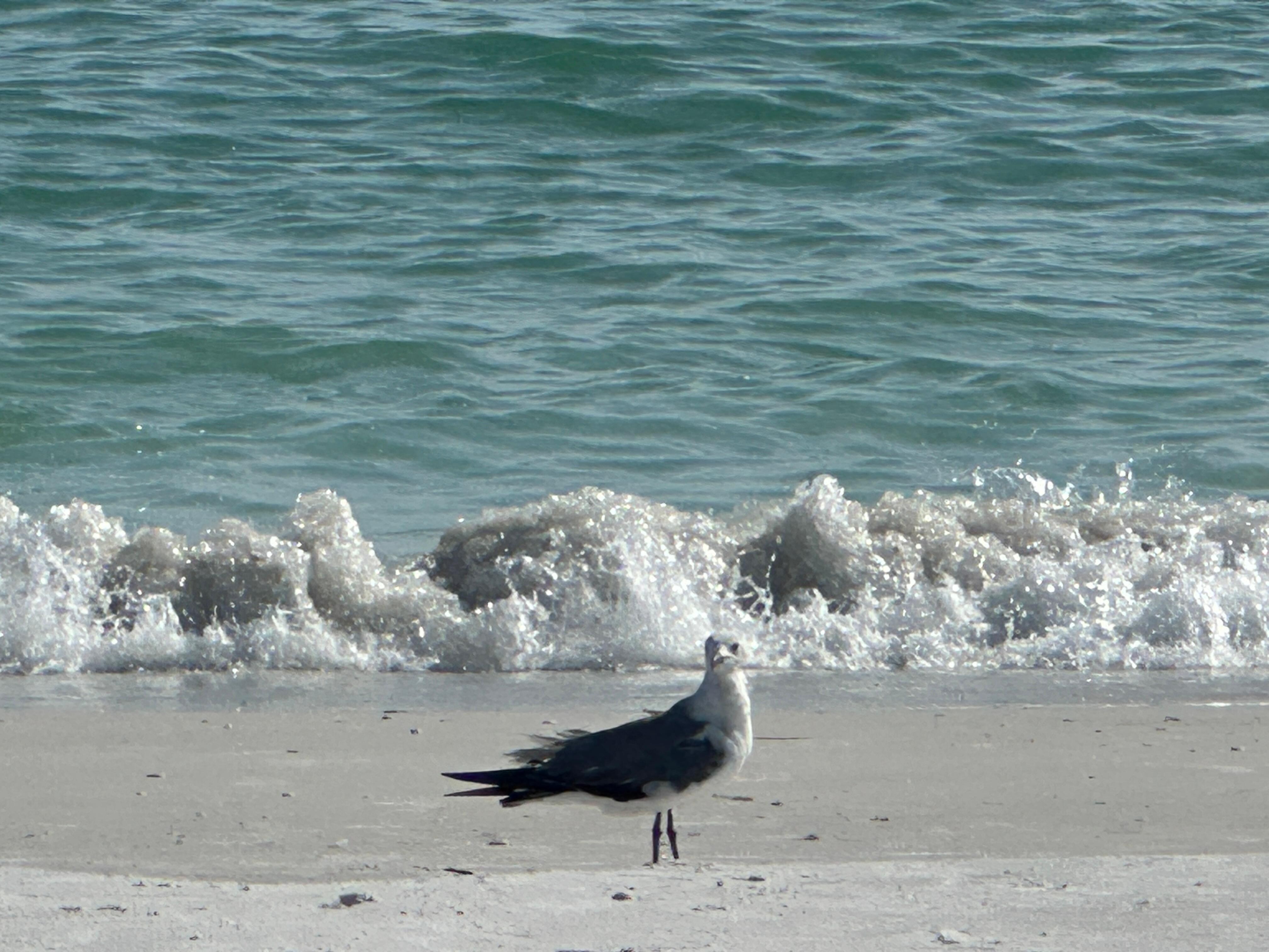 Lido Beach