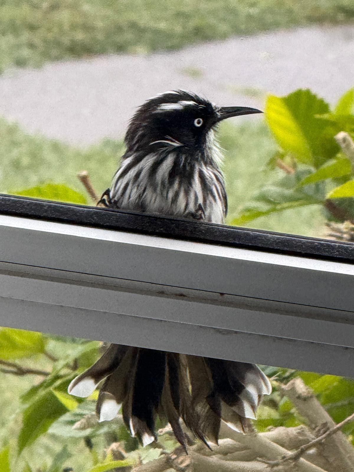 Friendly morning visitor