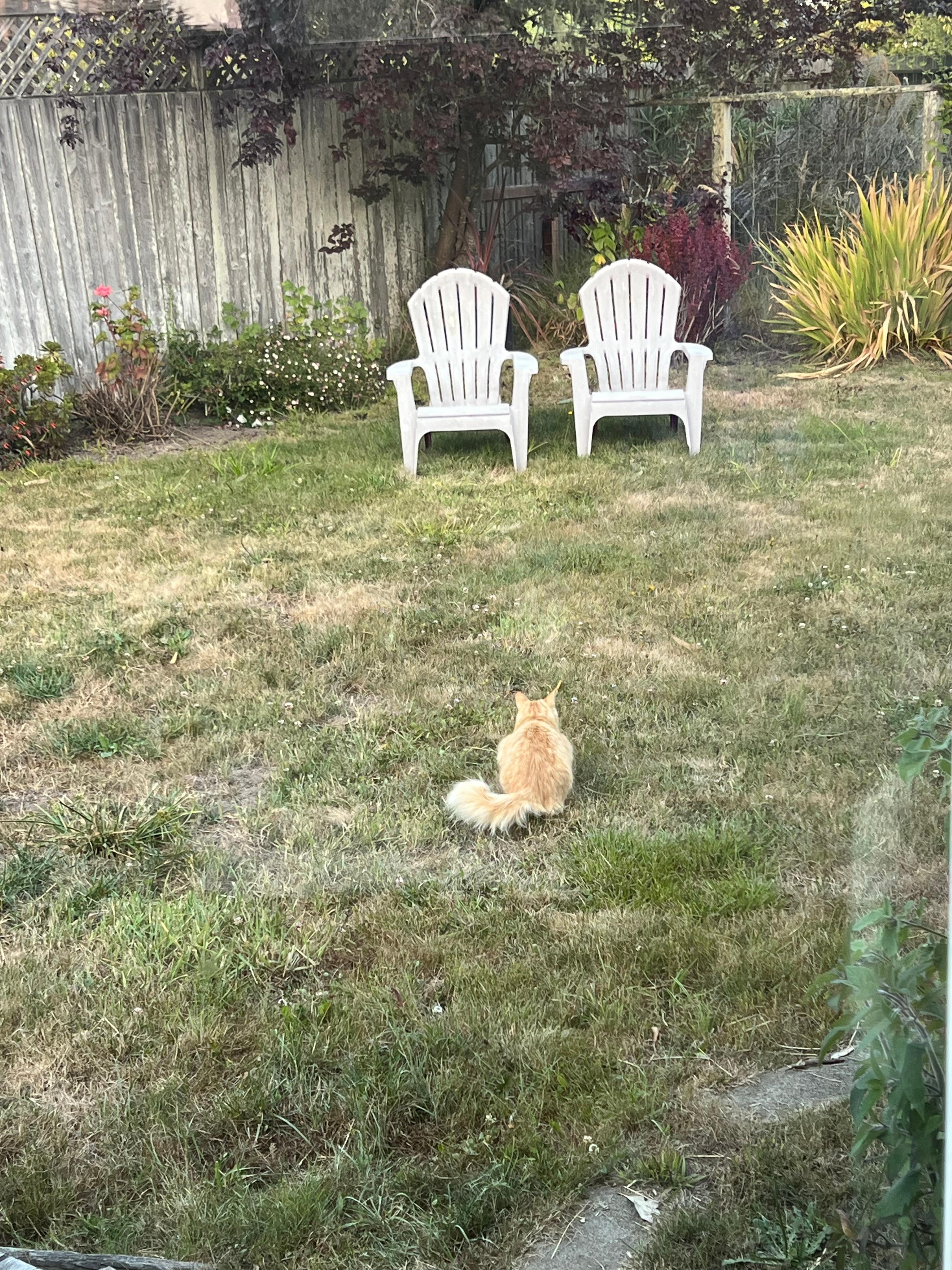 The neighborhood cat was hunting in the backyard. 