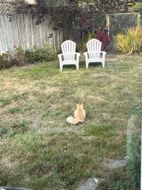 The neighborhood cat was hunting in the backyard.