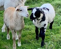 Sheep friends