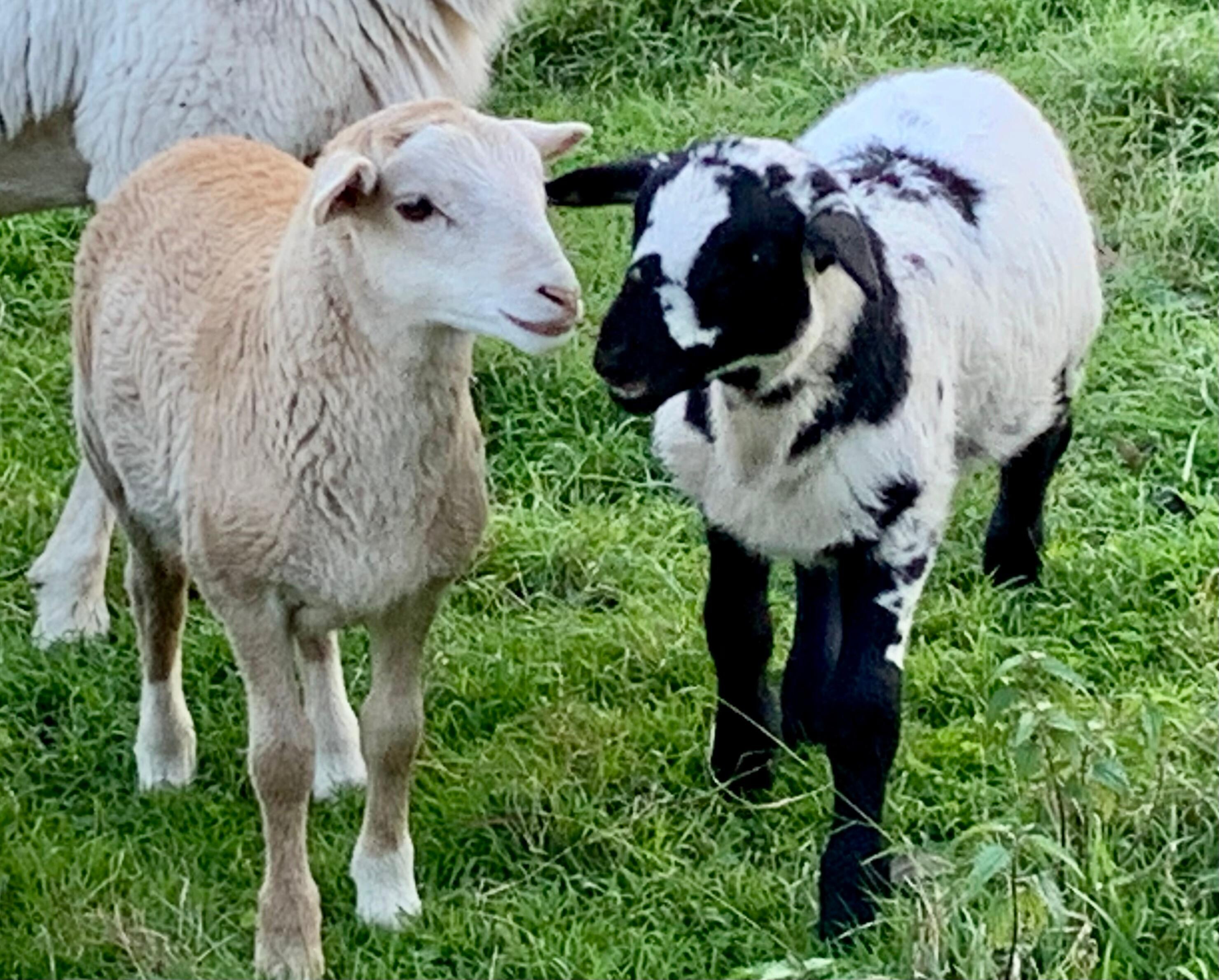 Sheep friends