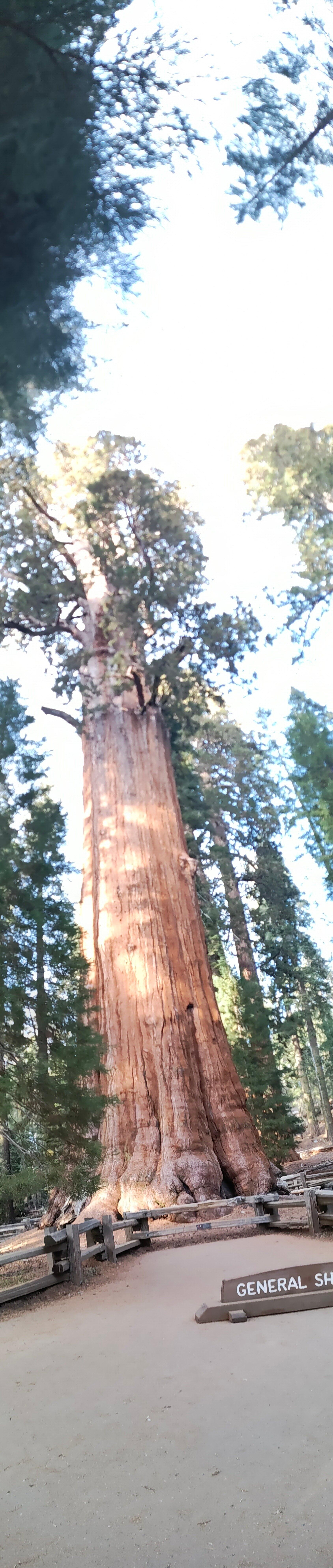 National Sequoia Park